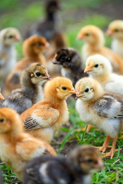 Newborn Chicks in Stunning Detail