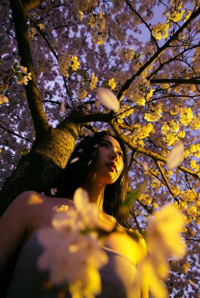 Golden Hour Elegance: A Chinese Model Amid Falling Cherry Blossoms