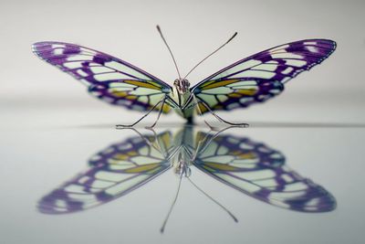 Mind-Bending Anamorphic Distortion in Color