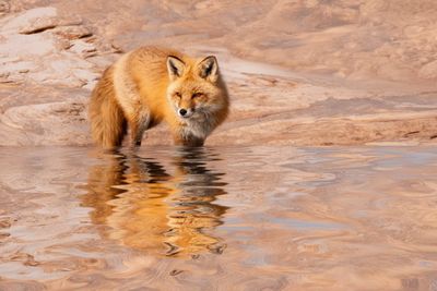 Mirrored Mirage Oasis: Desert Reflections in Warm Hues