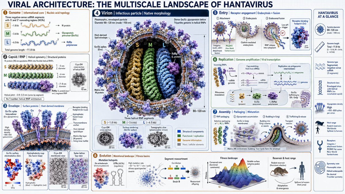 Hantavirus Unveiled: A 3D Exploration of Viral Complexity