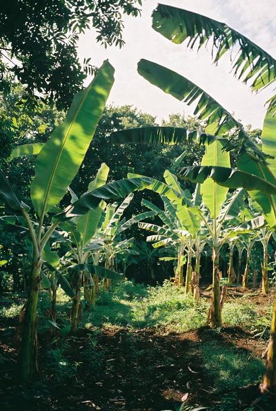 Golden Hour at the Banana Plantation