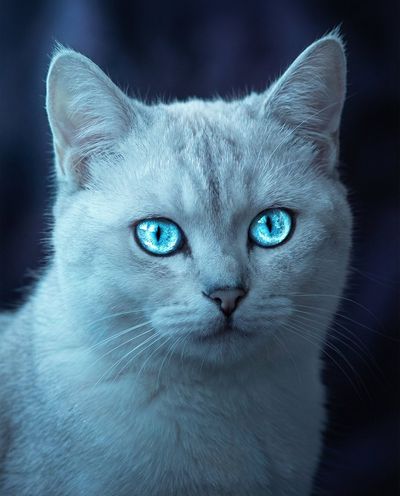 Hypnotic Blue Eyes in Cinematic Low-Key Cat Portrait
