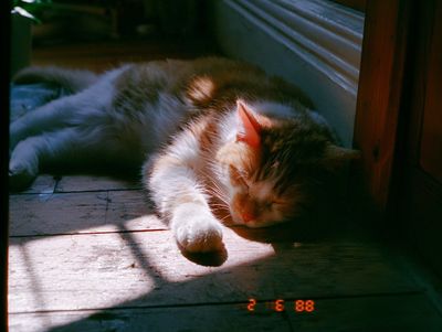 Fleeting Moments: The VHS Time Capsule