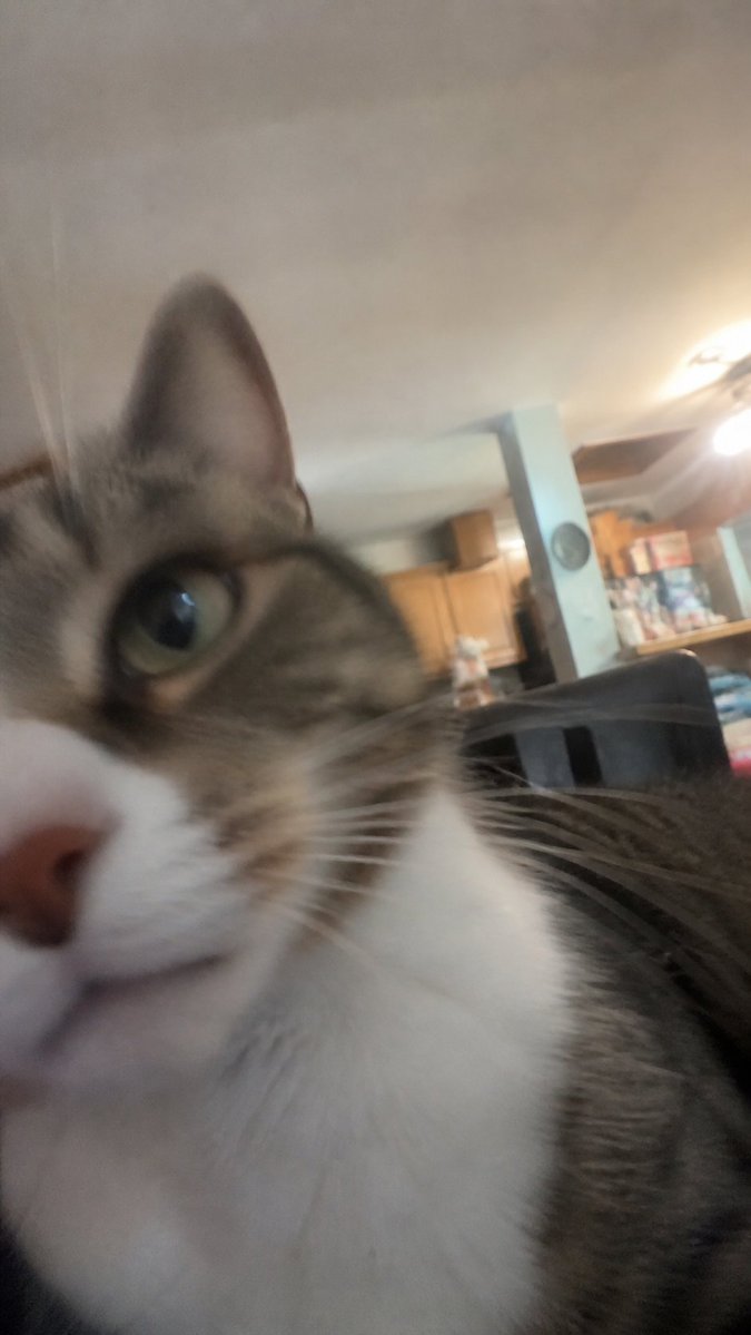 Accidental Cat Selfie of ChatGPT