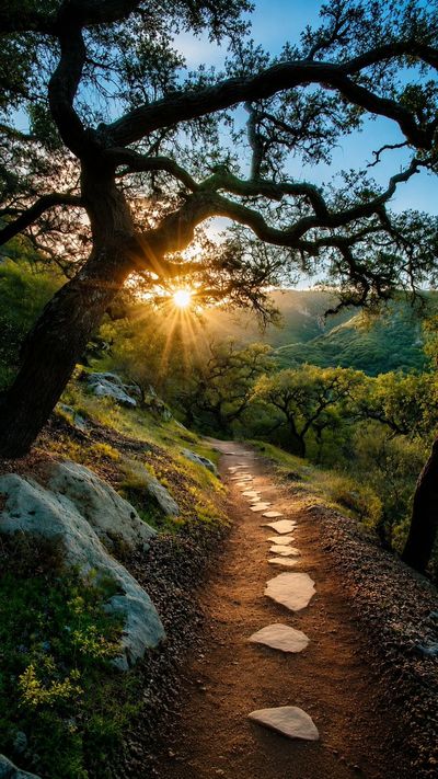 Golden sunburst illuminates ancient oaks along a winding forest trail.