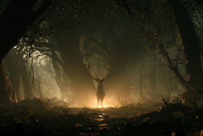 Cinematic Fog Layers Illuminate the Subject with Warm Backlighting