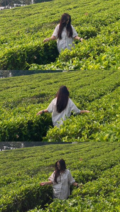 Young woman in oversized shirt brushes tea leaves in dreamy hills