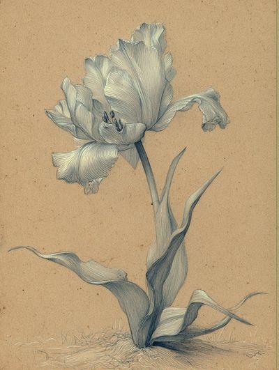 Renaissance Silverpoint Drawing: Delicate Metallic Lines on Tinted Ground