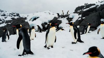 Majestic Penguins on Iceland's Volcanic Shores