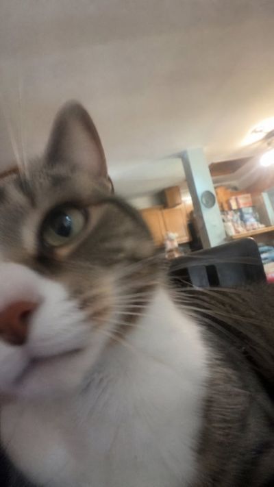 Accidental Cat Selfie of ChatGPT