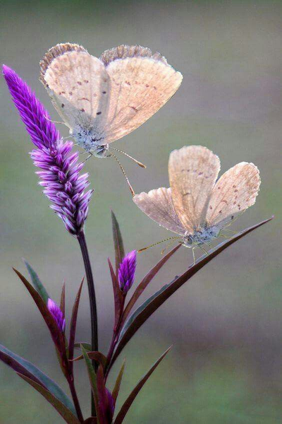 A delicate butterfly rests on flower tips in sunlight